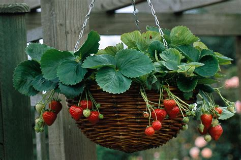 Learn How To Pot Up A Hanging Basket With Strawberry Plants For Flowers