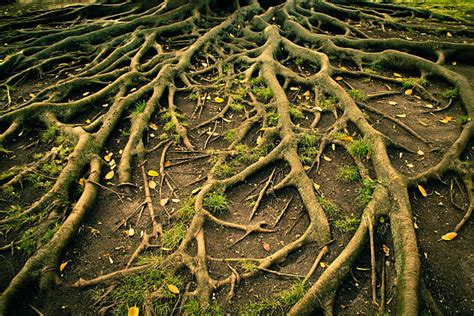 Tree With Deep Roots Stock Photos Pictures And Royalty Free Images Istock