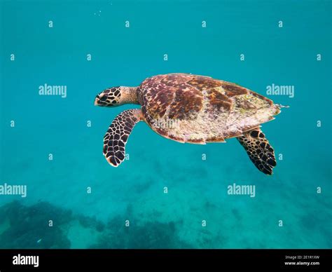 Hawksbill Sea Turtle Eretmochelys Imbricata In Clear Blue Water