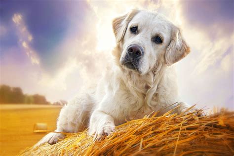 August By Gabi Stickler 500px Dogs Golden Retriever Labrador