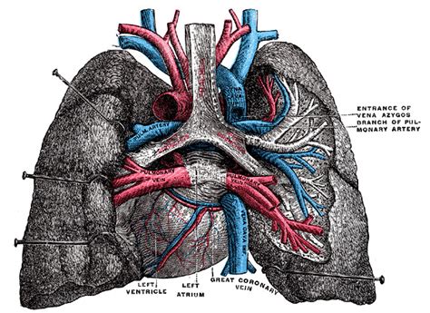 Is The Heart Posterior To The Lungs Independentnostage