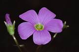 Photos of Wood Violet
