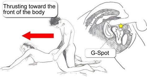 Porn anatomy of sex Anatomy Of