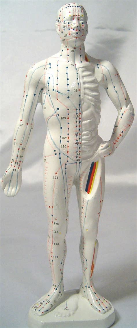 human acupuncture model
