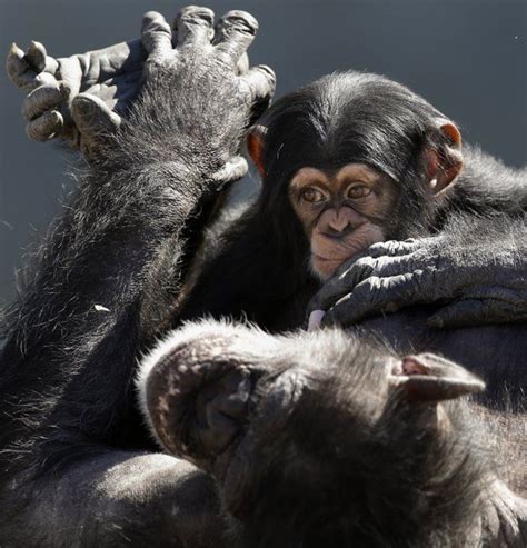 Fish And Wildlife Services Proposes Endangered Listing For Chimpanzees