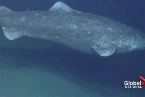 400 Year Old Greenland Shark Stakes Claim To Longest Living Back Boned