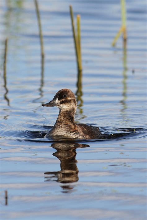Ruddy Duck — Ducks Unlimited Canada