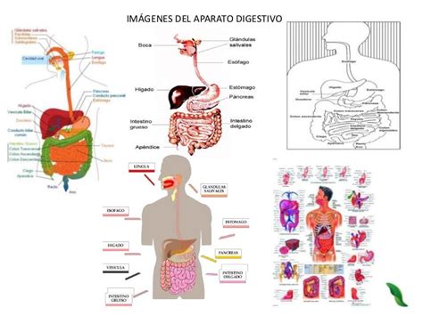 Sistema Digestivo Funciones Organos E Imagenes Del Aparato Digestivo Images