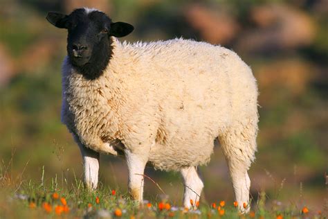 8 Sheep That Dont Require Shearing Modern Farmer