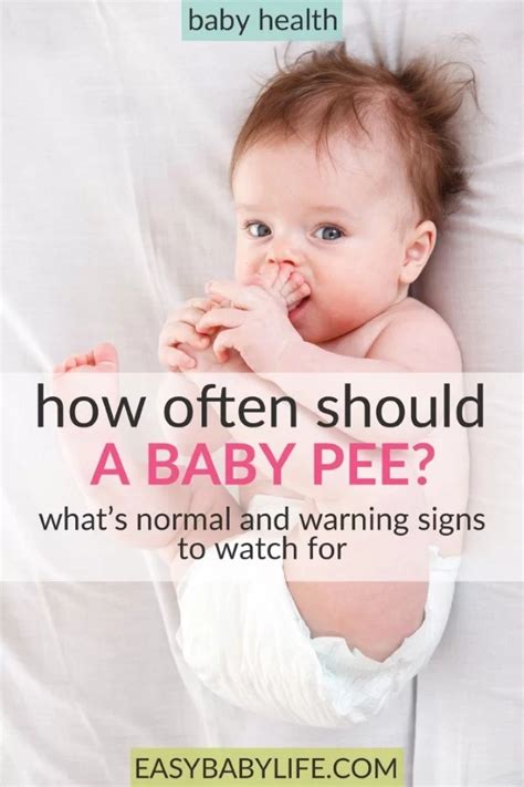 How Often Do Babies Pee In The Womb Babbies Cip