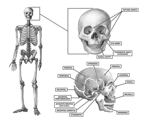 The image below provides an overview of the anterior features of the palatine processes of both maxillae articulate with each other in the midline and with the horizontal plate of the palatine bone posteriorly. How Many Bones In The Face And Head : Skull - Anatomy Pictures and Information : When you were a ...