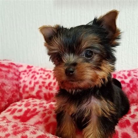 Full Breed Yorkie For Sale Near Me In 2021 Teacup Yorkie Puppy