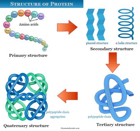 Protein Definition Classification Structure