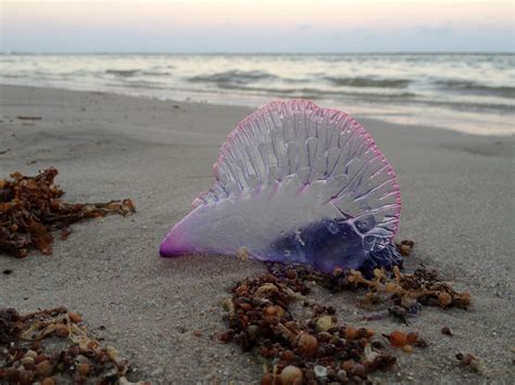 Pink And Purple Sea Creature Free Image Peakpx