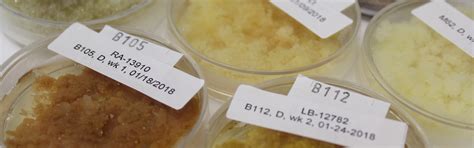 Yes, your cells are actually very similar to a plant's cells. The Plant Cell Culture Library : Institute for Applied ...