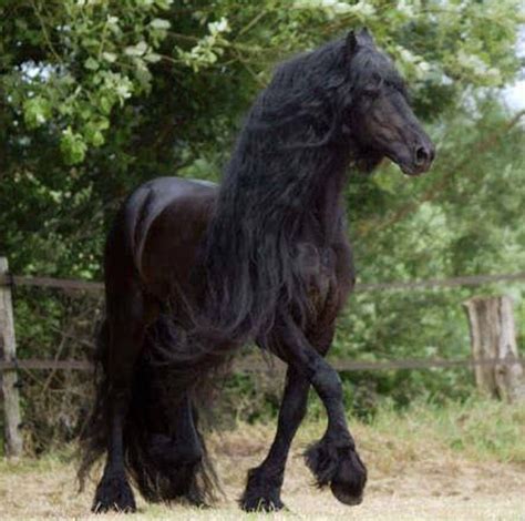 Da es keine weißen friesen gibt, habe ich die reiterin gefragt, ob das eine mutation sei. Beautiful | Pferde und hunde, Friesisch, Pferde