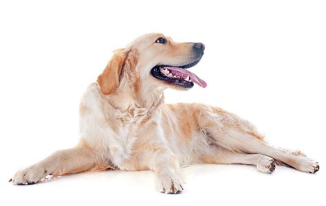Royalty Free Golden Retriever Laying Down Pictures Images And Stock