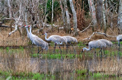 Sandhill Cranes In The Winter Marsh Photograph By Louise Heusinkveld