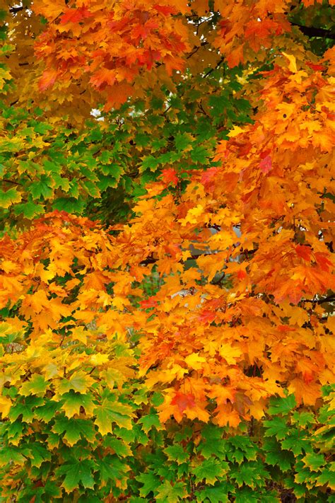 Colorful Leaves In Autumn Free Stock Photo Public Domain Pictures