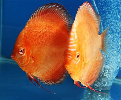 How To Select A Discus Fish The First Time Uncle Sams Discus Buy