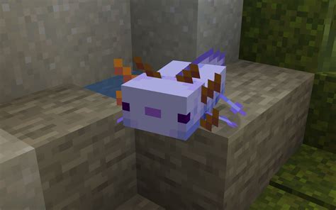 Blue Axolotl In Minecraft How To Get It Breeding Tips And More