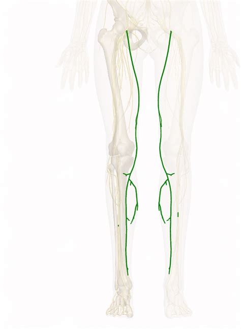 Saphenous Nerve Femoral Nerve Nerve Legs