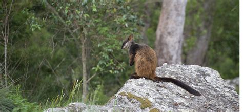 Flickriver Photoset Brush Tailed Rock Wallaby By Environment