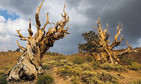 The Most Extraordinary Trees In The World Revealed