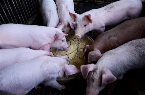 Pig Farming In Usa How To Start