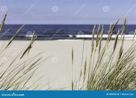 Seagrass On The Beach Stock Photo Image Of Sand Seagrass 98695218