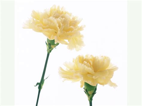 Others come still attached to their branches and their stems for a more natural appearance. over the undies: January Birth Flower - The Carnation