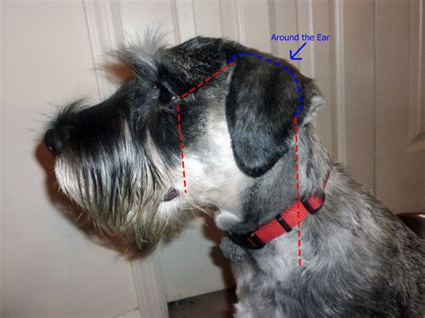 Standard Schnauzer Grooming Lines For Clipping The Face Schnauzer