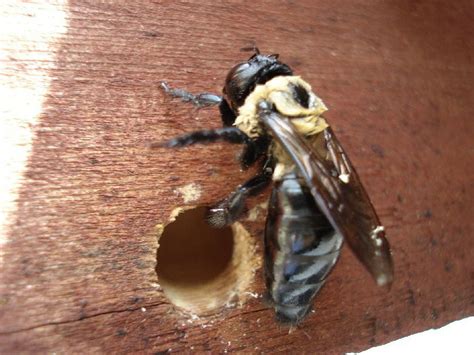 How To Stop Carpenter Bees Without Affecting Honeybees