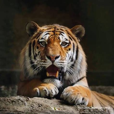 Tigers Are Magnificent On Instagram He Is A Bit Suprised Follow