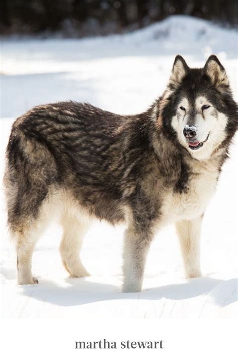10 Dog Breeds That Love The Snow In 2021 Dog Breeds Large Dog Breeds
