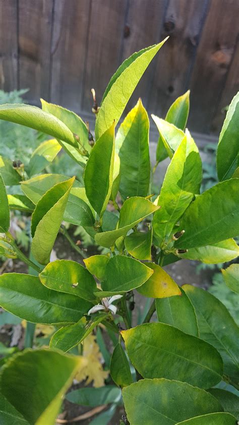 Meyer Lemon Tree All Leaves Turning Yellow On Tips What Can That Mean