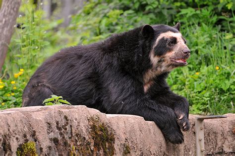 Bear Facts Species Spectacled Bear