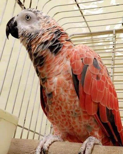 Red Factor African Grey Exotic Parrot Breeders Parrots For Sale
