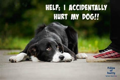 Help I Accidentally Hurt My Dog Fidose Of Reality