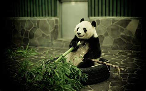 Panda Having Lunch Bears Pandas Animals Bamboo Hd Wallpaper Peakpx