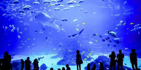 Beste Zoo And Aquarium Grand Aquarium Saint Malo 2022 Kostenlos