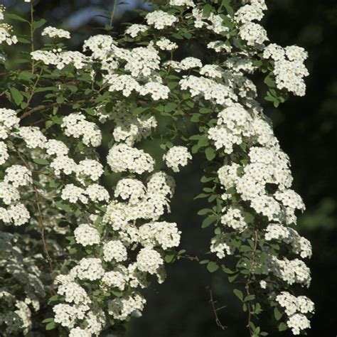 The bridal veil plant (gibasis geniculata) is a popular houseplant with long, cascading stems and the bridal veil plant can also be grown outdoors as a perennial in usda hardiness zone 9b and. Bridal Veil Spirea Spiraea prunifolia : Michigan Flower ...