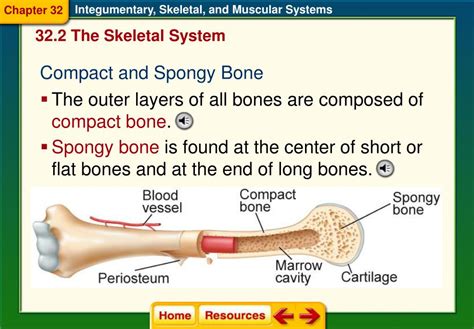 Ppt Section 1 The Integumentary System Powerpoint Presentation Free