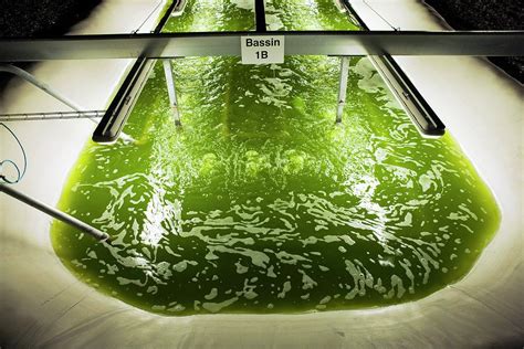 Microalgae Production For Biofuels Photograph By Pascal Goetgheluck