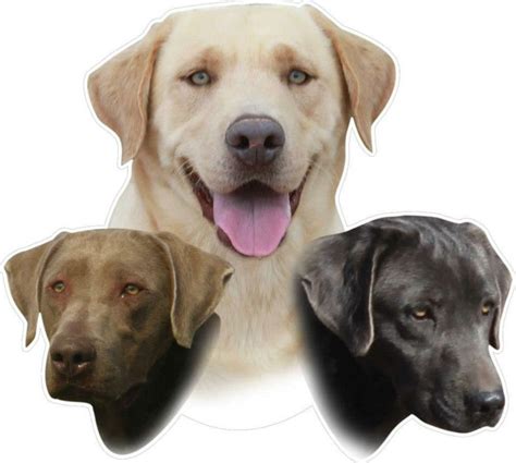 Chocolate labrador puppy, yellow lab puppy, white lab puppy, black english lab puppy, fox red english lab puppy. 32 best images about English Labrador Retrievers on ...