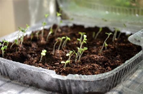 Start Lettuce From Seed In Recycled Containers Birds And Blooms