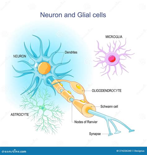 Neuron Und Neuroglien. Struktur Eines Neurons Und Gliazellen Vektor