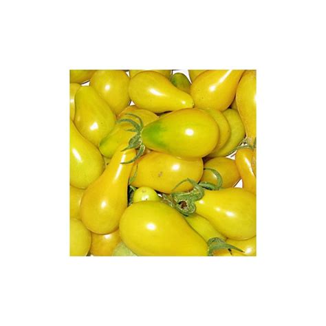 Organic Tomato Yellow Pear 25 Seeds