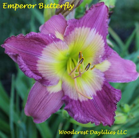 Hackberry emperor butterfly sunbathing & flapping wings on ground, before flying away | insect | asterocampa celtis, brushfooted, papillon du micocoulier | rhopalocera, ropalóceros, rhopalocères. Woodcrest Daylilies LLC - Emperor Butterfly