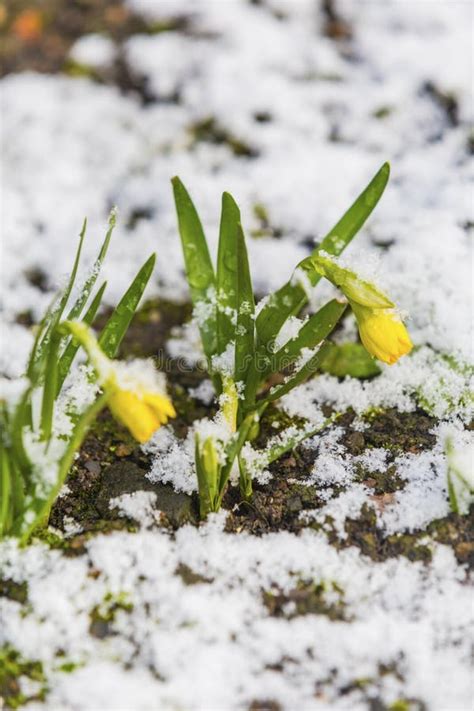 Daffodil Blooming Through The Snow Stock Photo Image Of Narcissus